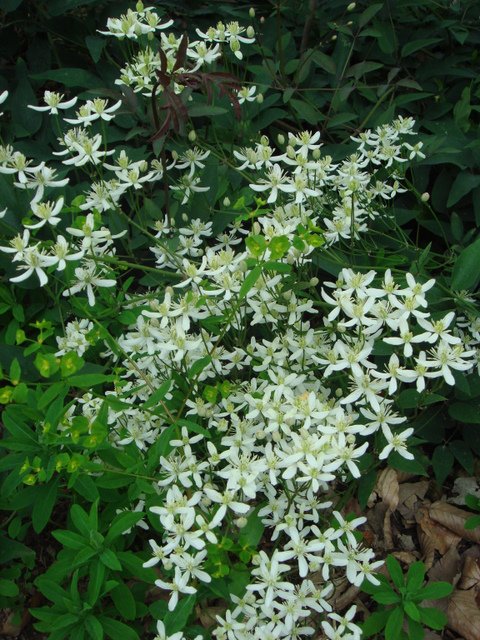 Clematis recta 'Purpurea' fleur